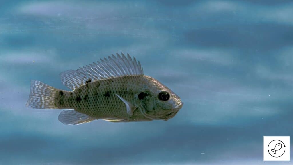 African cichlid in a tank with proper type of salt