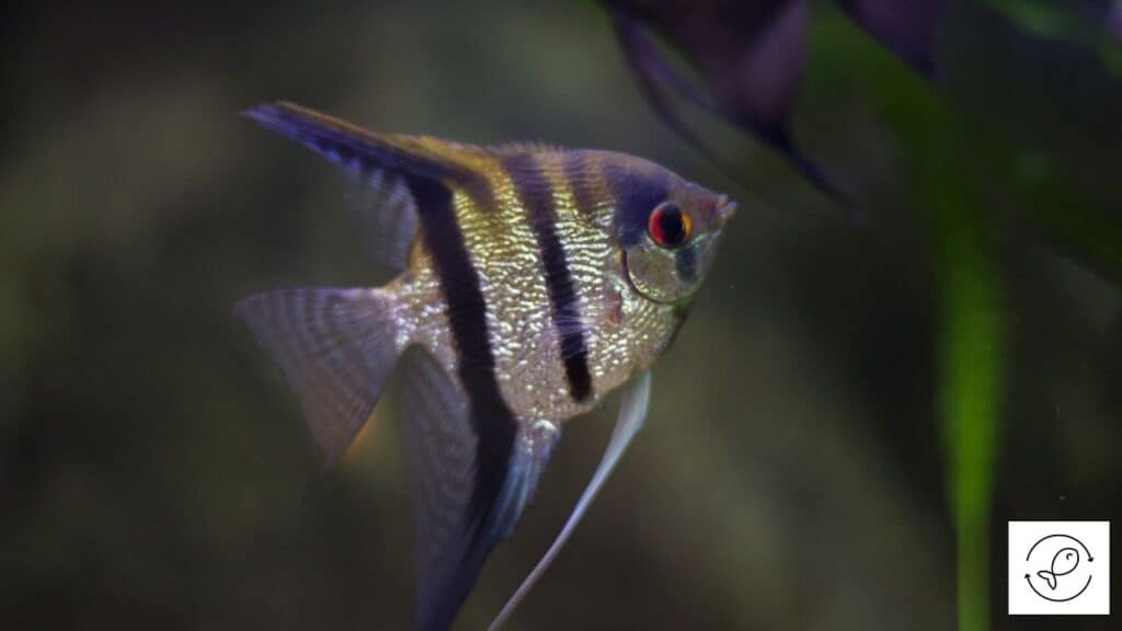 Angelfish swimming alone