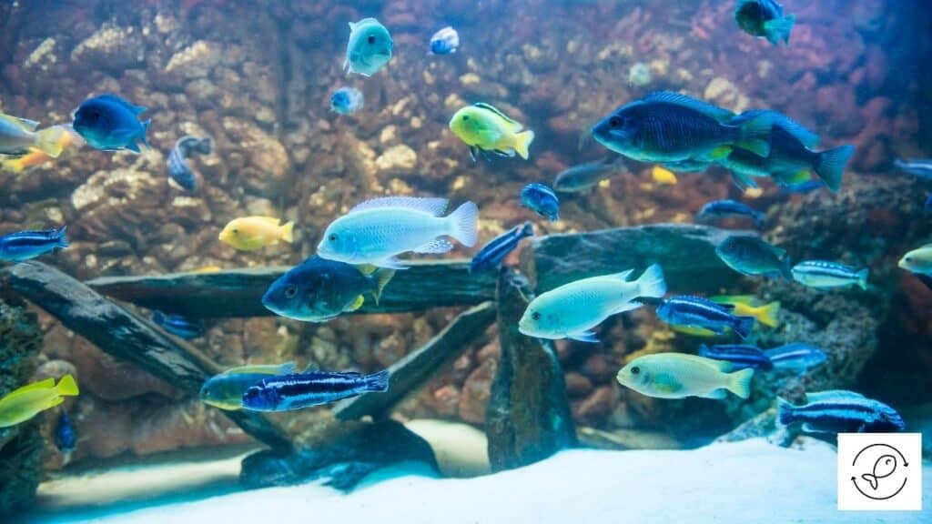 Cichlids shaking