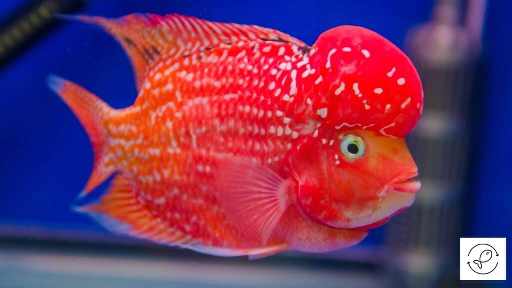 Colorful cichlid