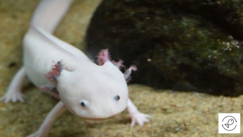 Axolotl breathing through buccopharyngeal membrane
