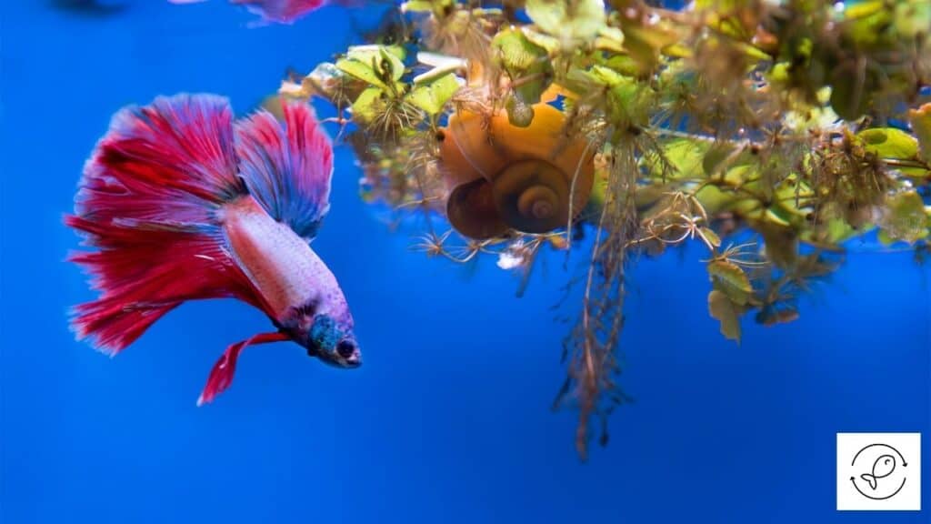 Betta in a tank with a lot of hiding places