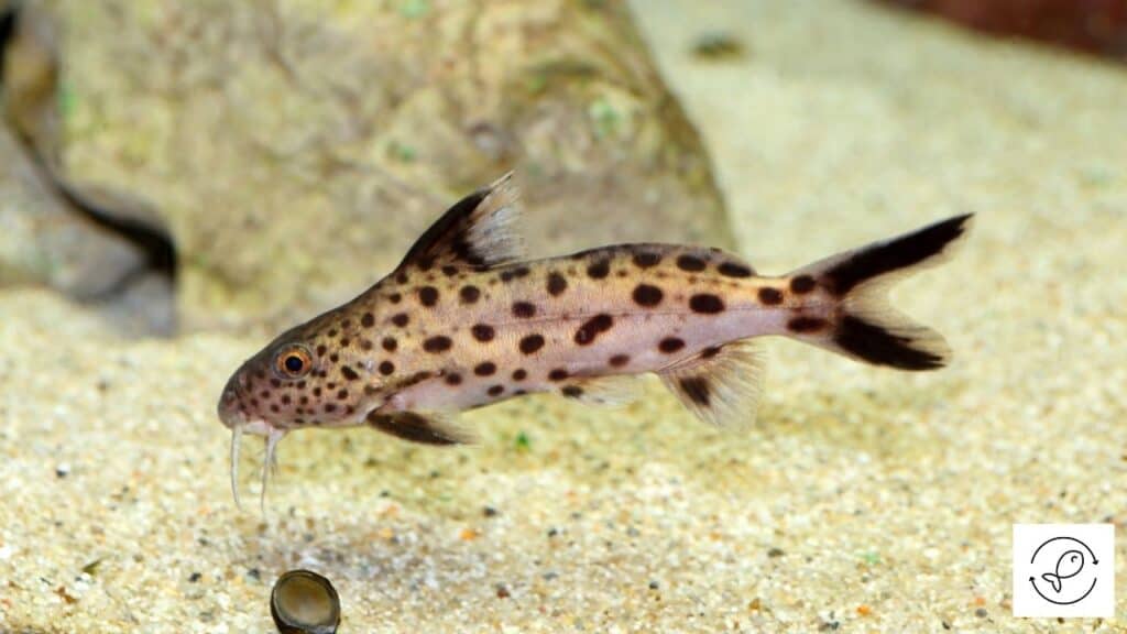 Cuckoo catfish in a tank