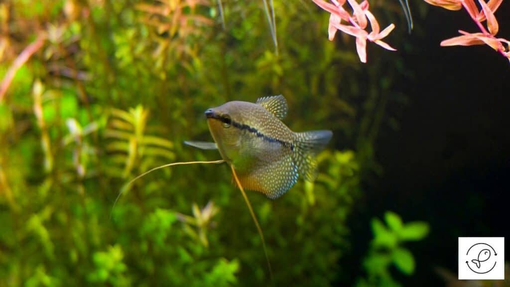 Pearl gourami in a tank