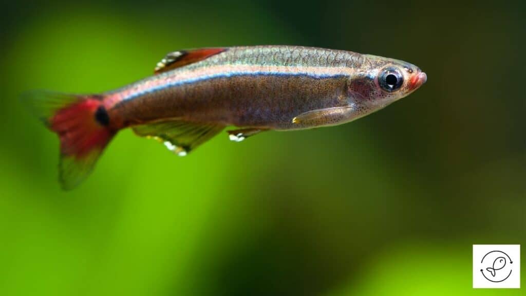 White cloud mountain minnow in an axolotl tank