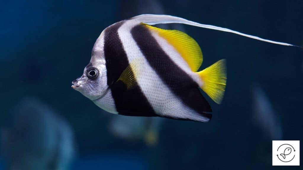 Angelfish