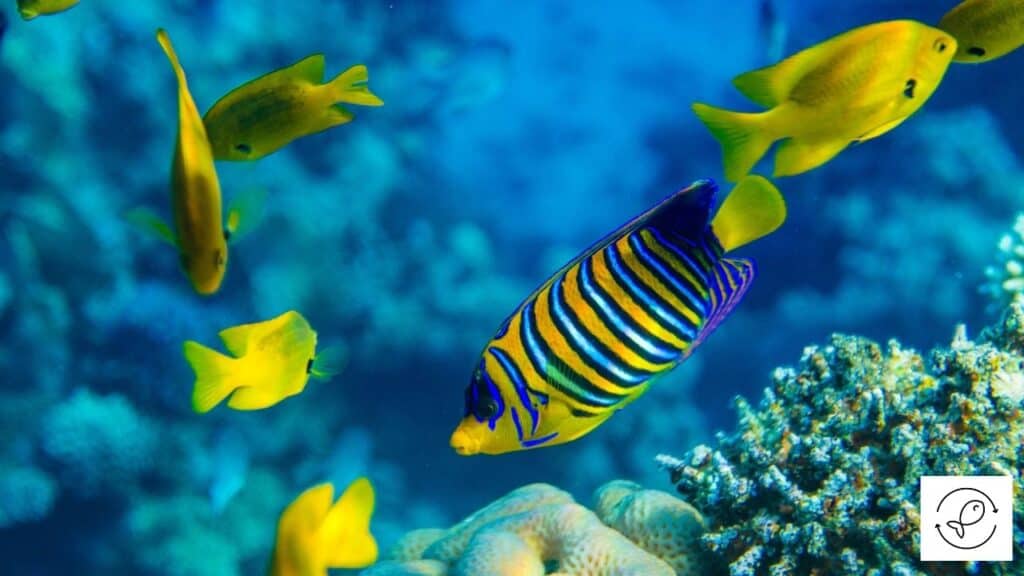 Angelfish with tankmates