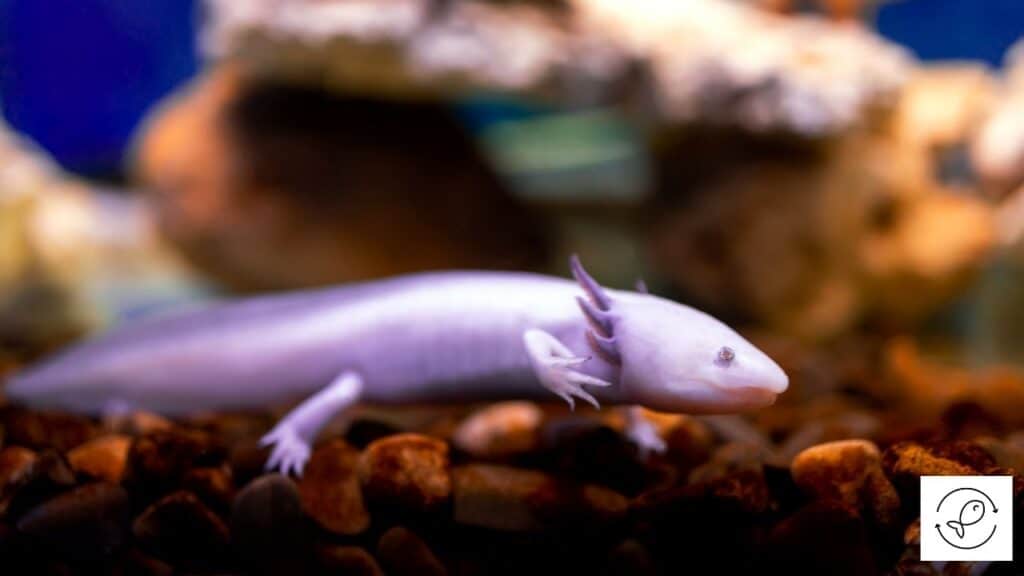 Axolotl tank setup