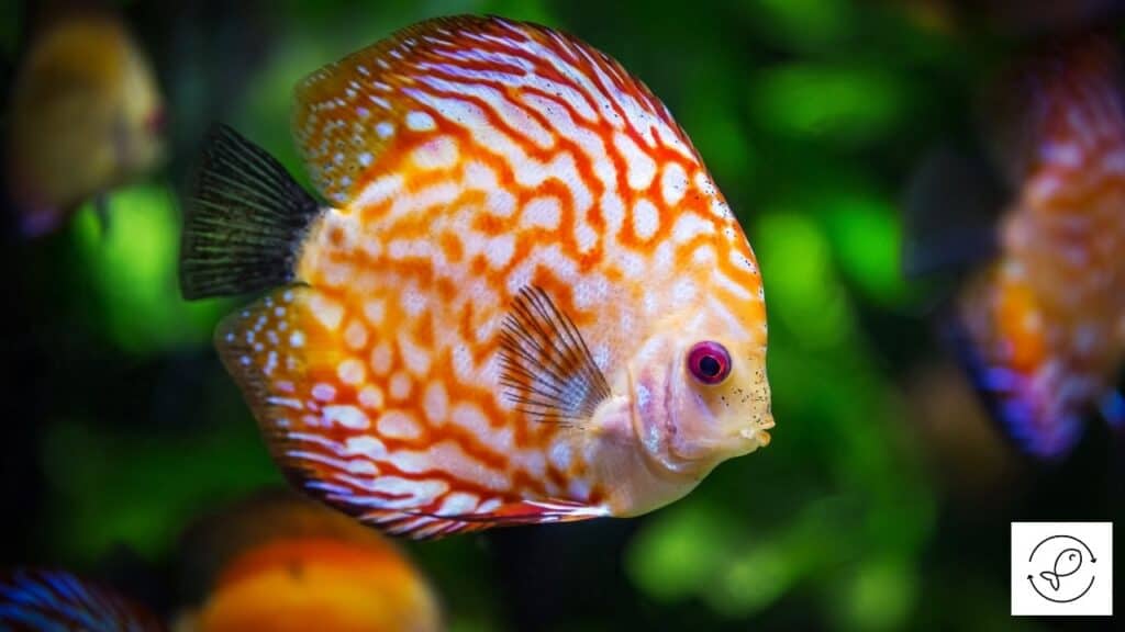 Beautiful discus fish