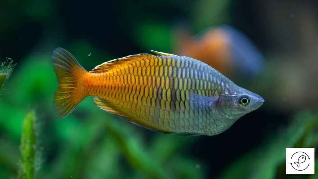 Beautiful rainbowfish