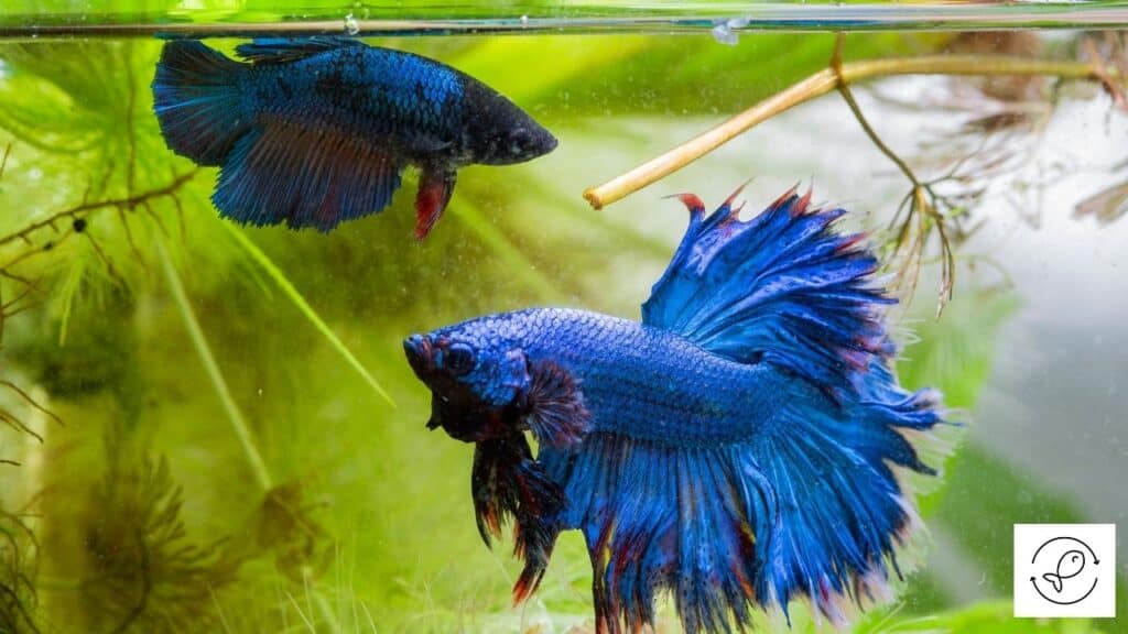 Betta tankmates