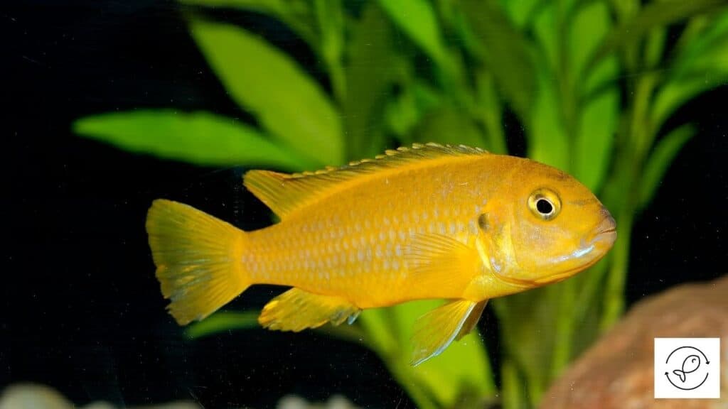 Cichlid