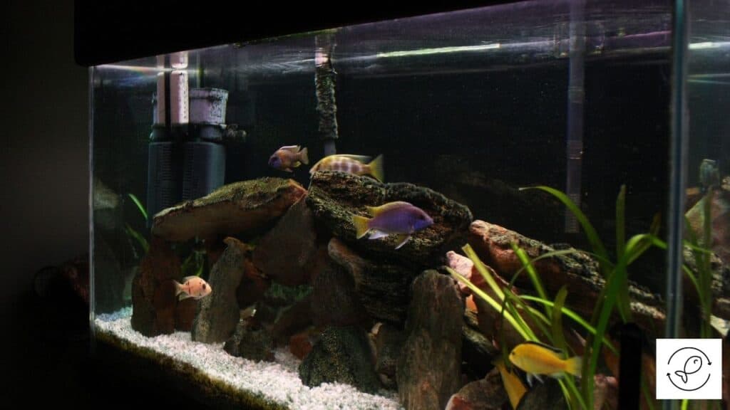 Cichlid tank
