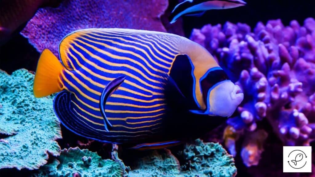 Colorful angelfish
