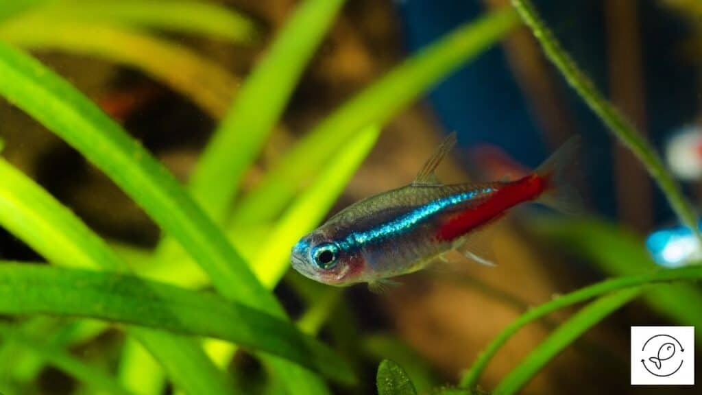 Colorful neon tetra