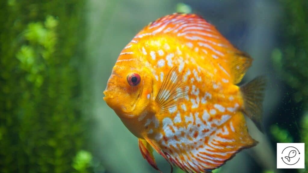 Discus fish
