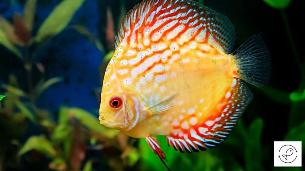 Discus Fish