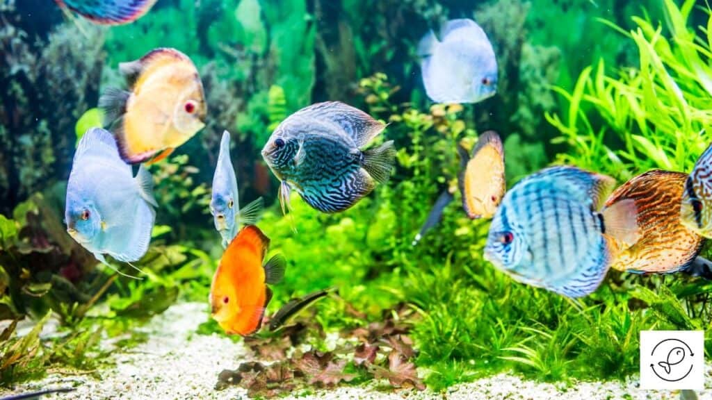 Discus fish tank