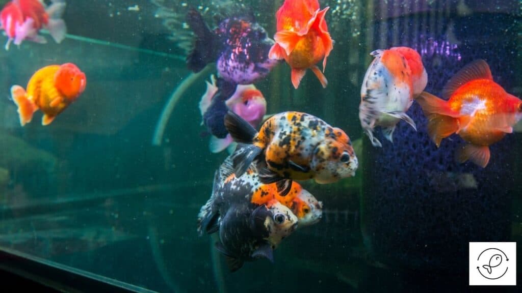 Goldfish tank