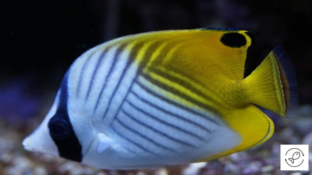 Healthy angelfish