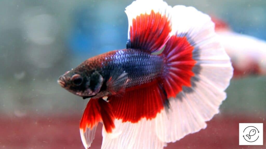 Healthy betta