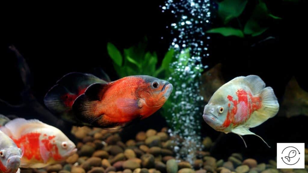 Oscar tank