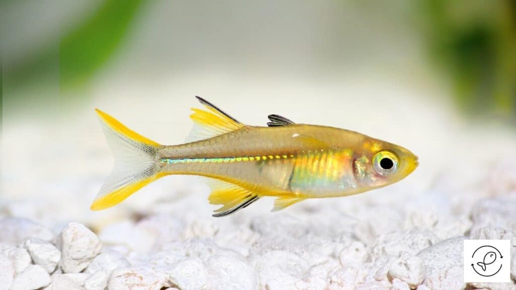 Rainbowfish in a tank