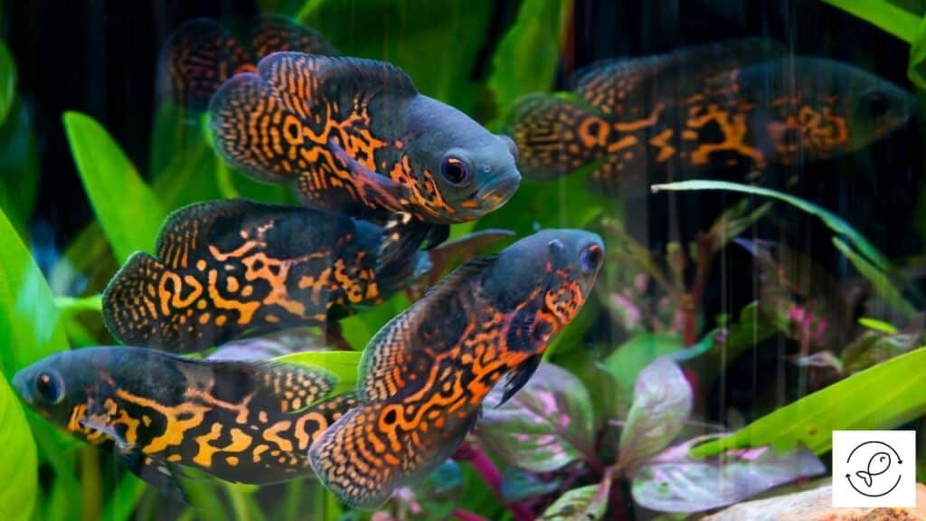 Too many oscar fish
