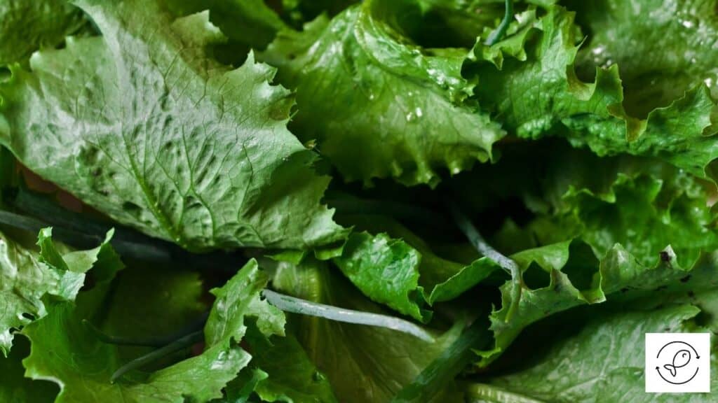 Veggies for rainbowfish