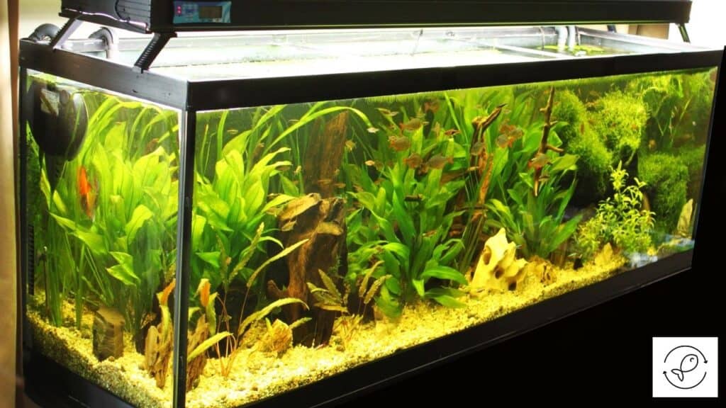 Aquarium with driftwood in it