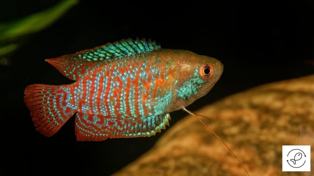A beautiful dwarf gourami