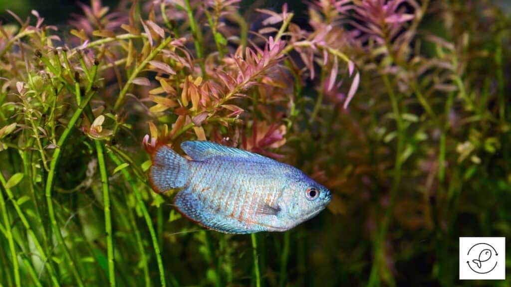 Blue dwarf gourami swimming in an aquarium