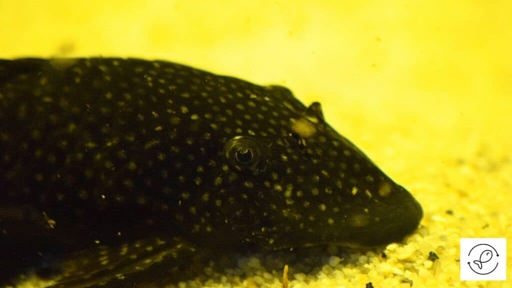 Bristlenose Pleco