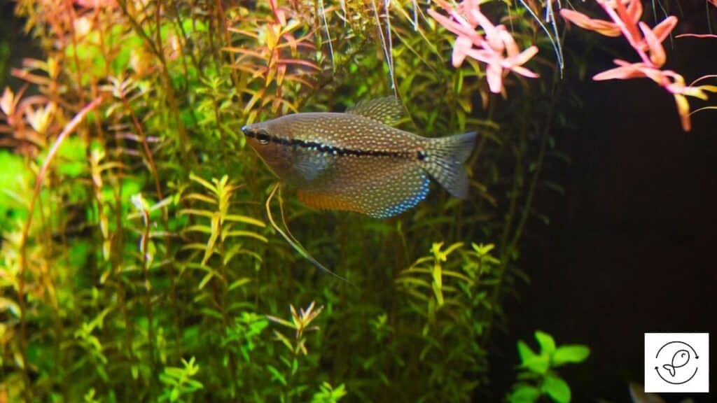 Dwarf gourami tank