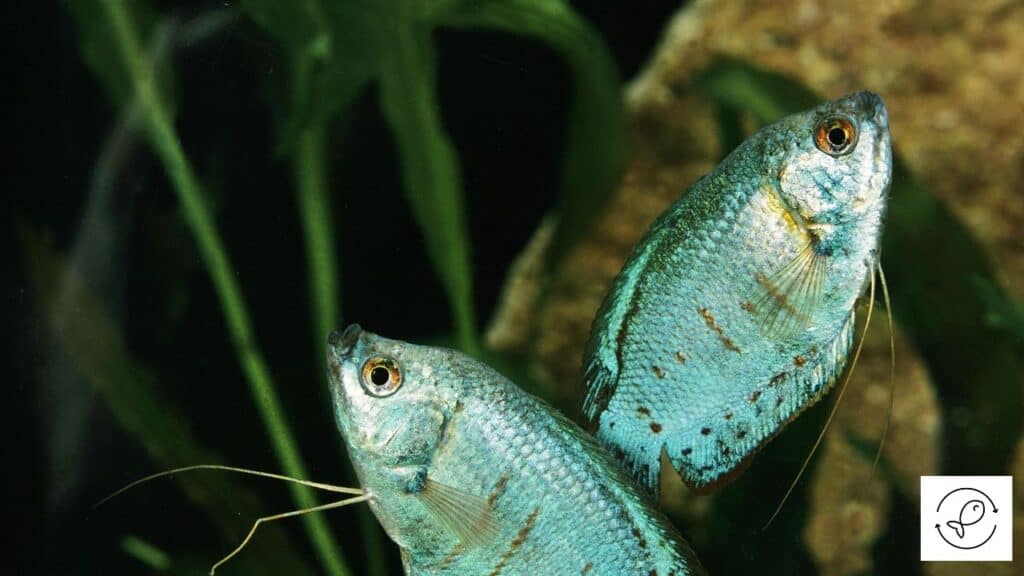 Dwarf gouramis in a 10-gallon tank