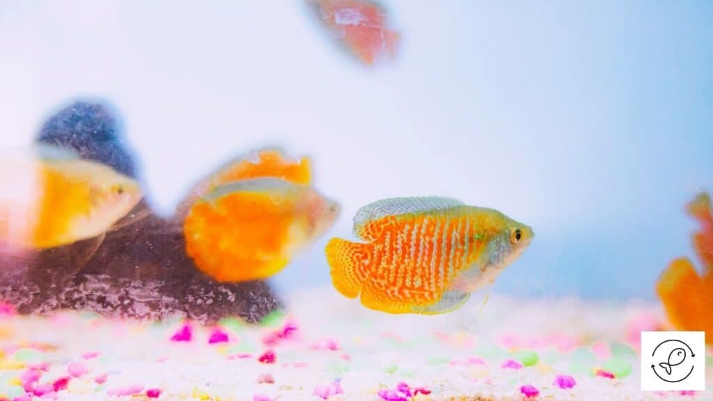 Dwarf gouramis with tankmates