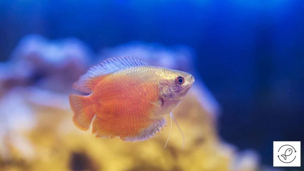 A healthy dwarf gourami