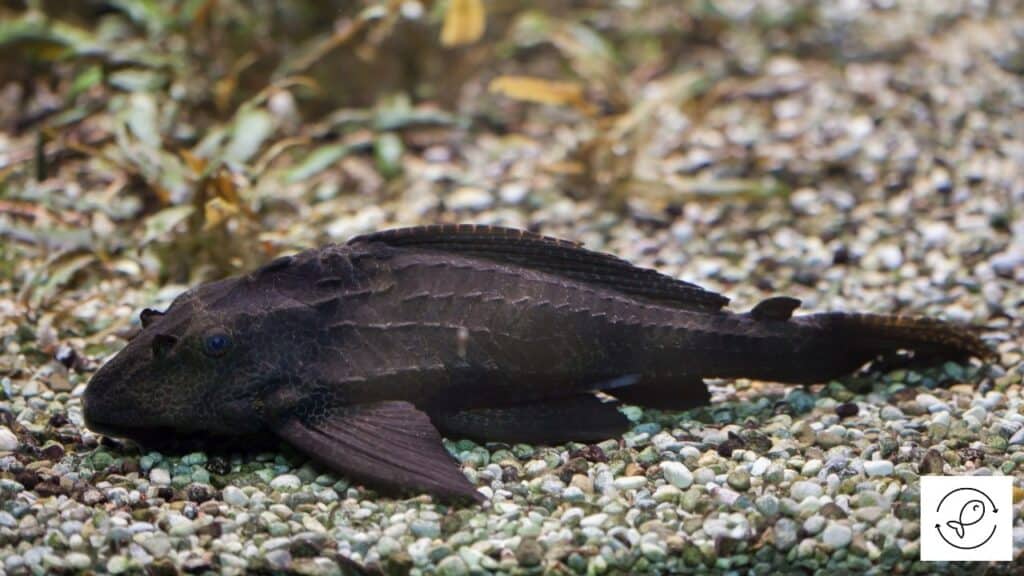 Healthy pleco