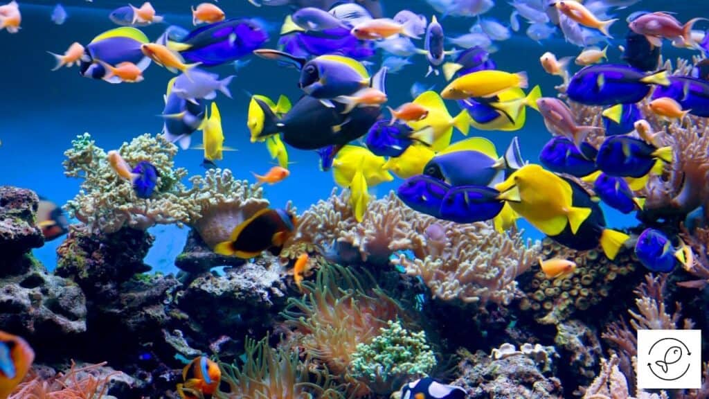 Overcrowded aquarium