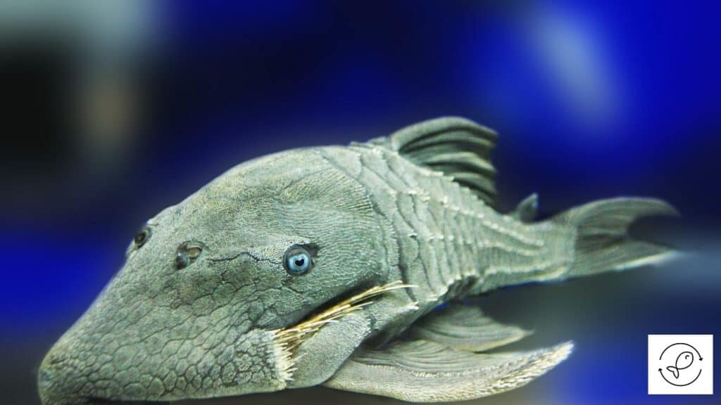 Pleco resting after laying eggs
