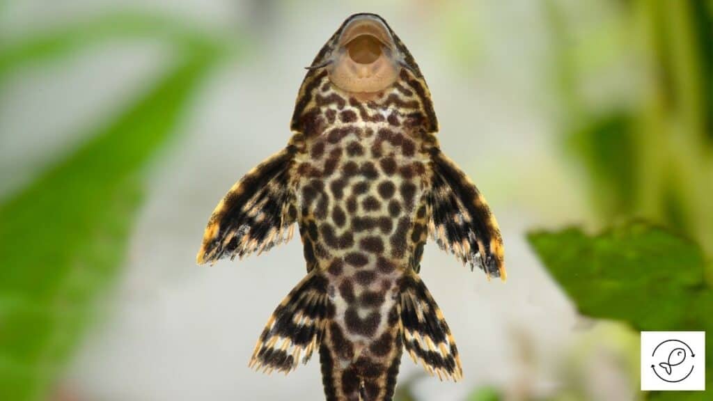 Pleco trying to eat vegetables