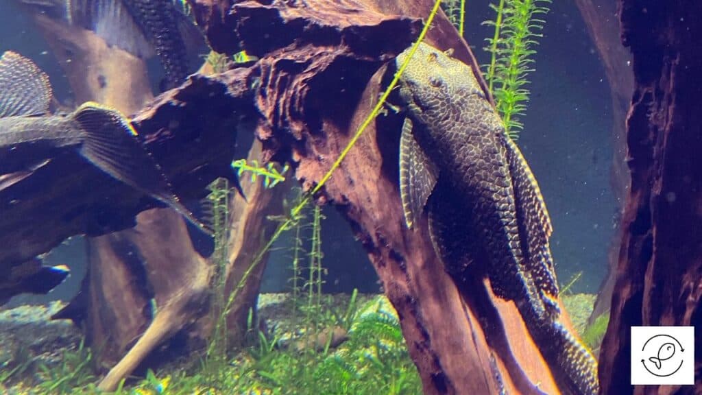 Sailfin pleco