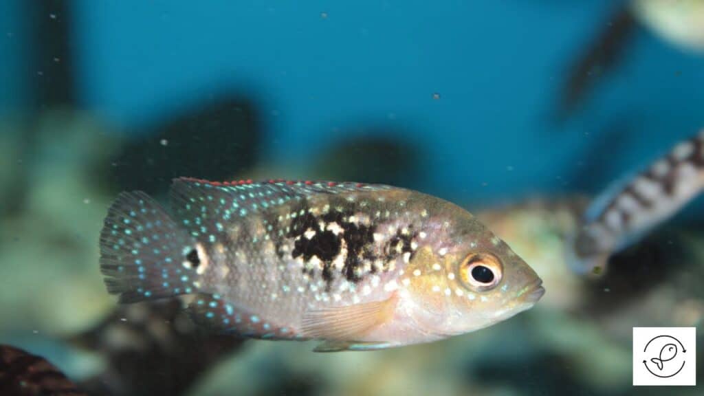 Aggressive Jack Dempsey fish