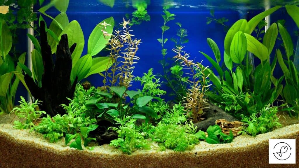 Aquarium with a lot of hiding places