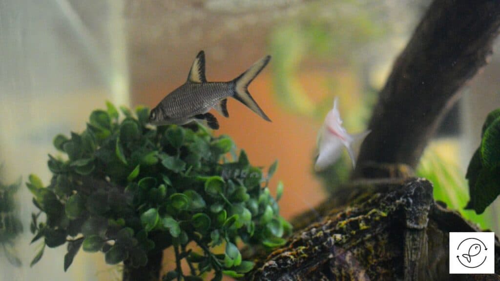 Bala shark tank