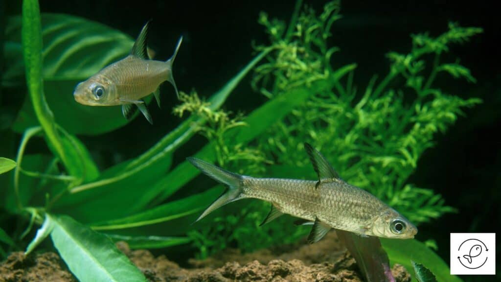 Bala shark tankmates