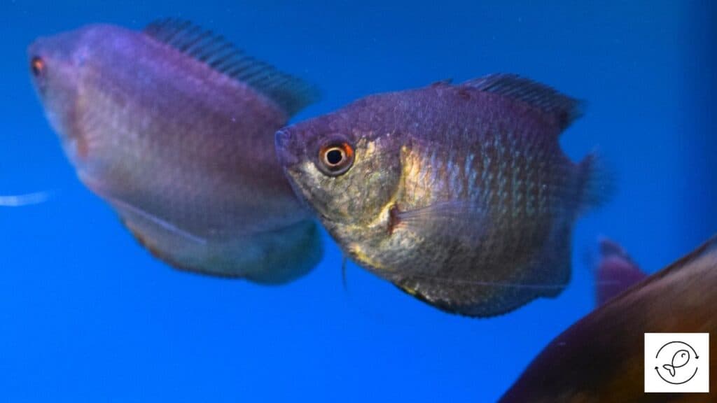 Dwarf gouramis in a tank