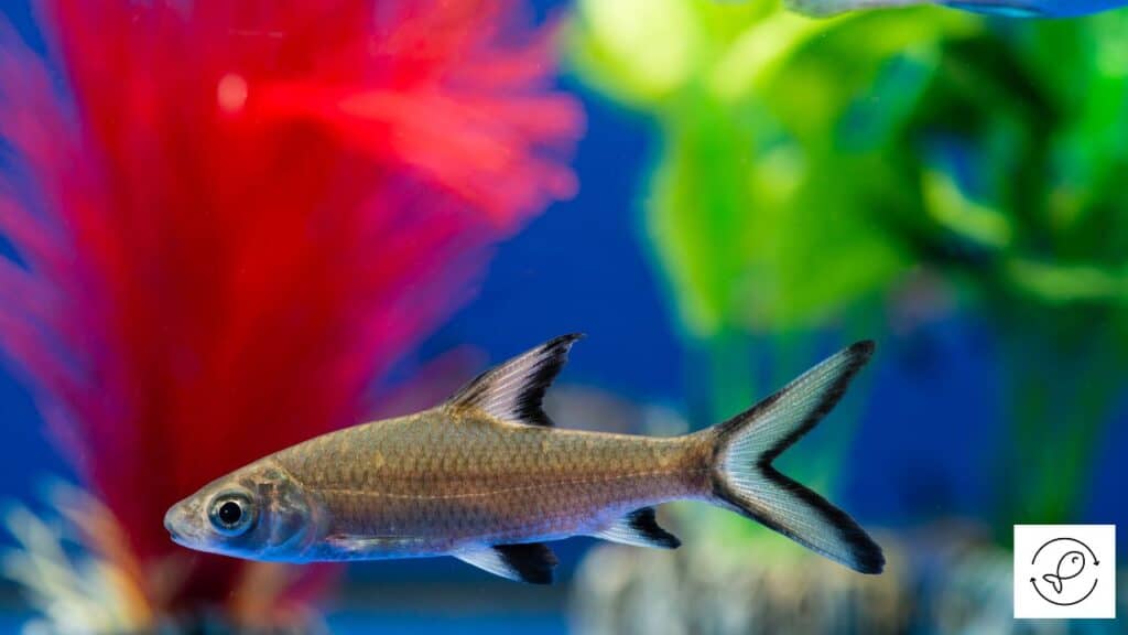 Healthy bala shark