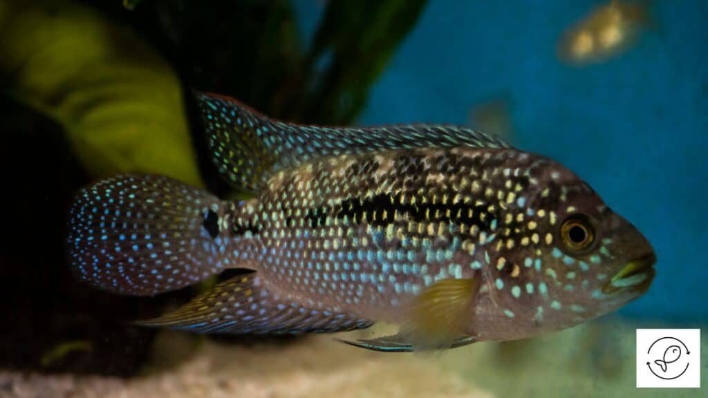 Jack Dempsey Cichlid