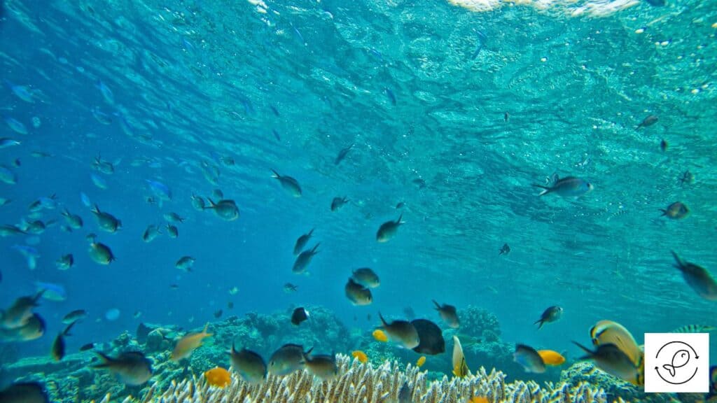 Jack Dempsey fish in the wild